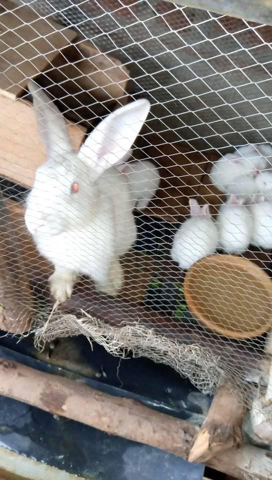 Rabbits Hub limited
