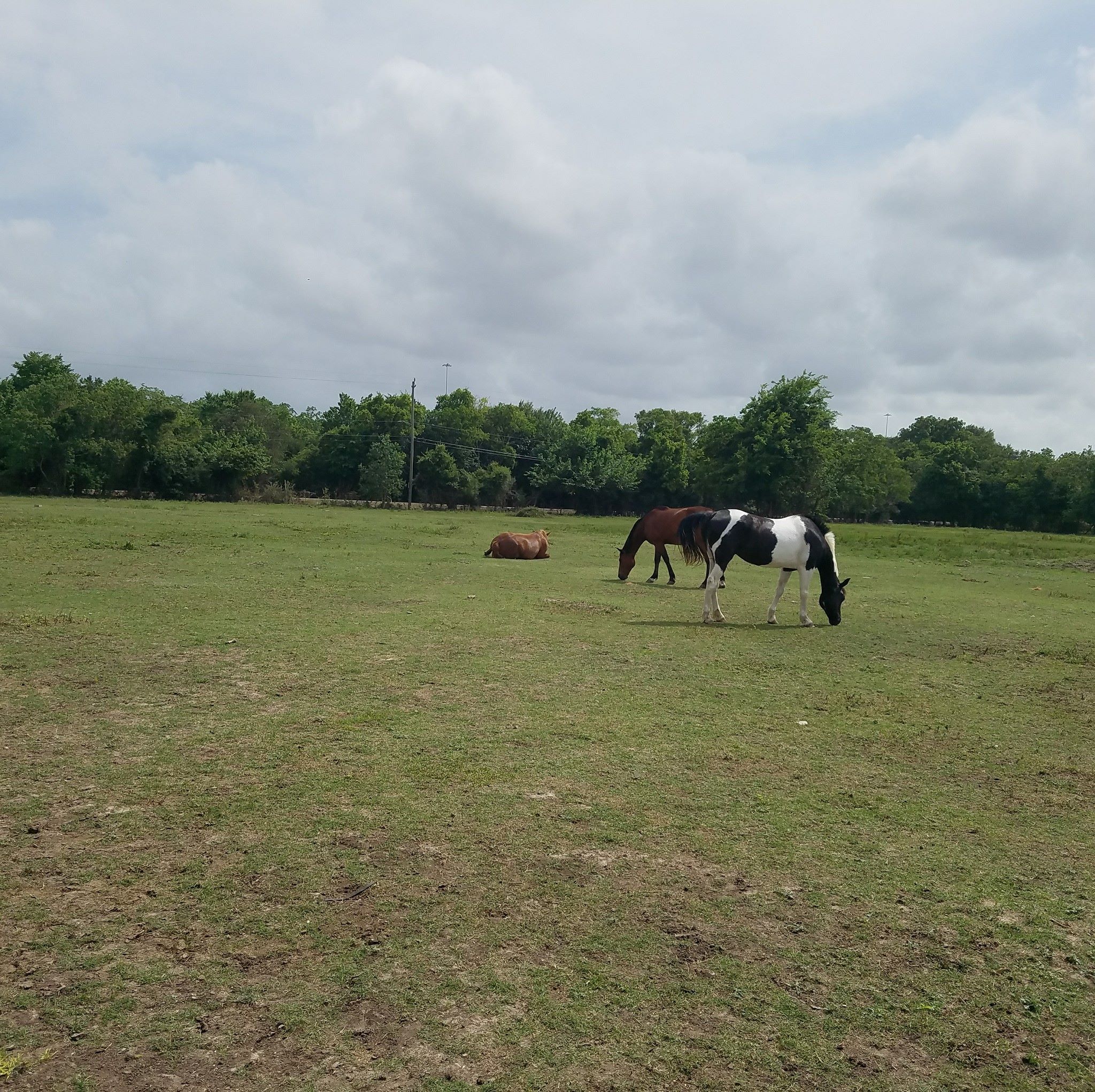 Viking Ranch | Houston TX