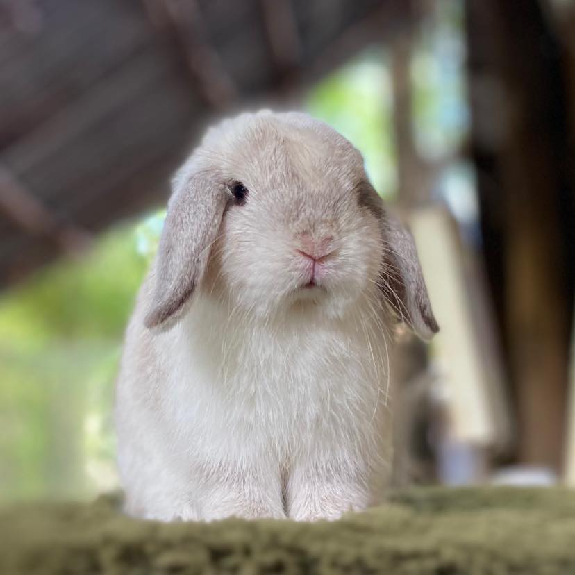 JK Rabbity | Amnat Charoen