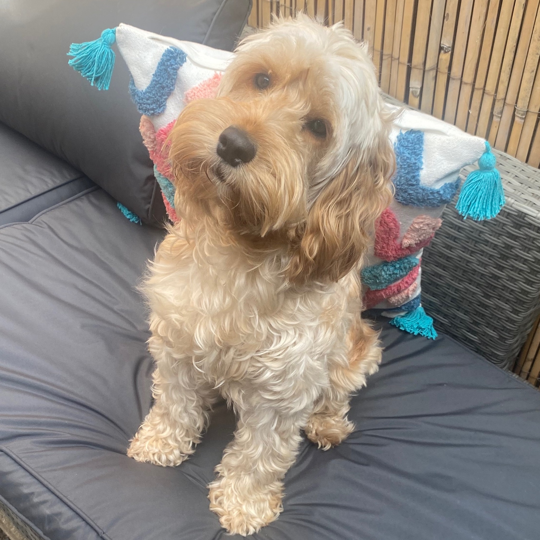 Cockapoo Owners Club | I’m after some advice please 🙏 My 11 week old ...
