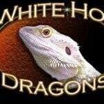 White Hot Dragons