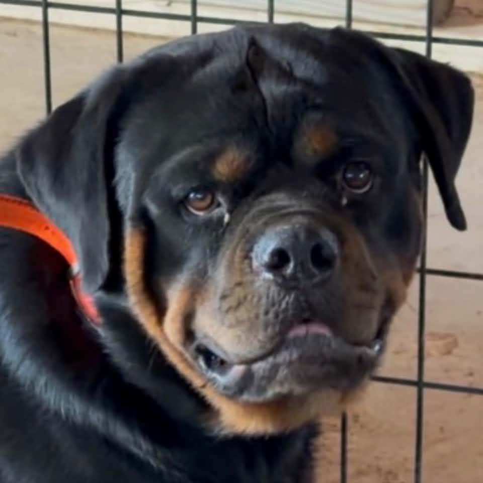 - The honest truth | Butler Kennels Rottweilers