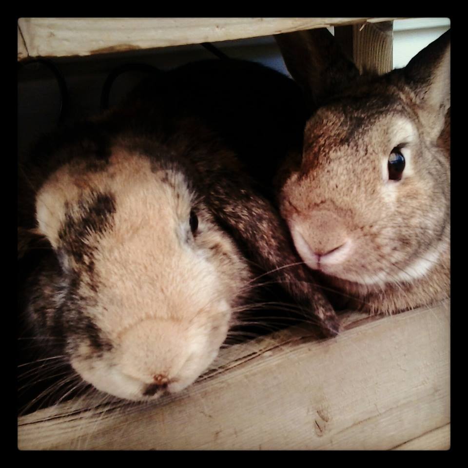 Reagh of Sun Shine Rabbitry | Kentville NS