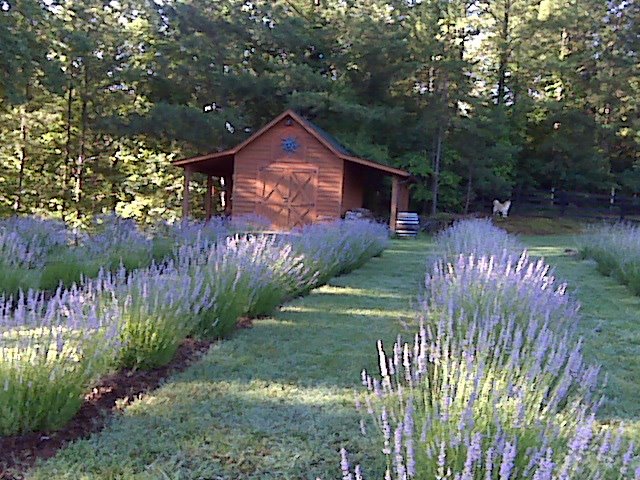 Lavender Road, LLC