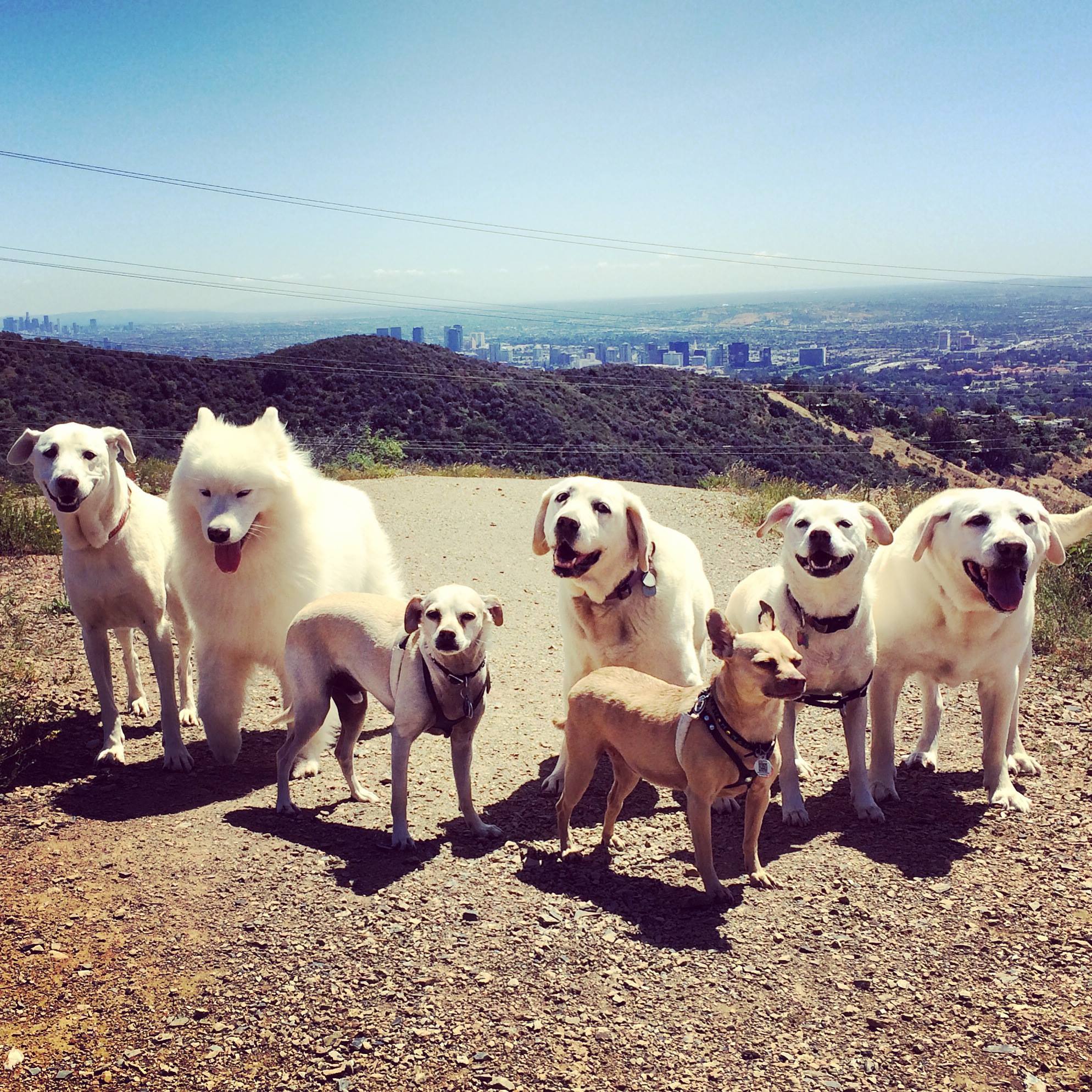 Small dog packs hiking with Santa Monica Dog Hikers #santamonica # ...