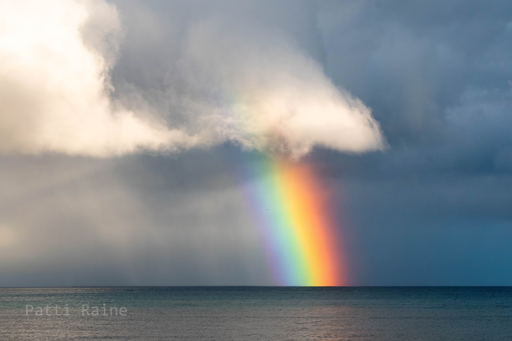 Patti Raine Photography