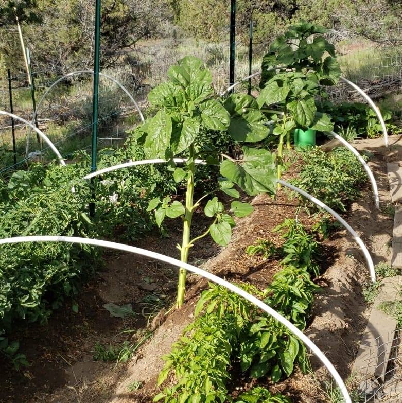 Desert Ridge Produce