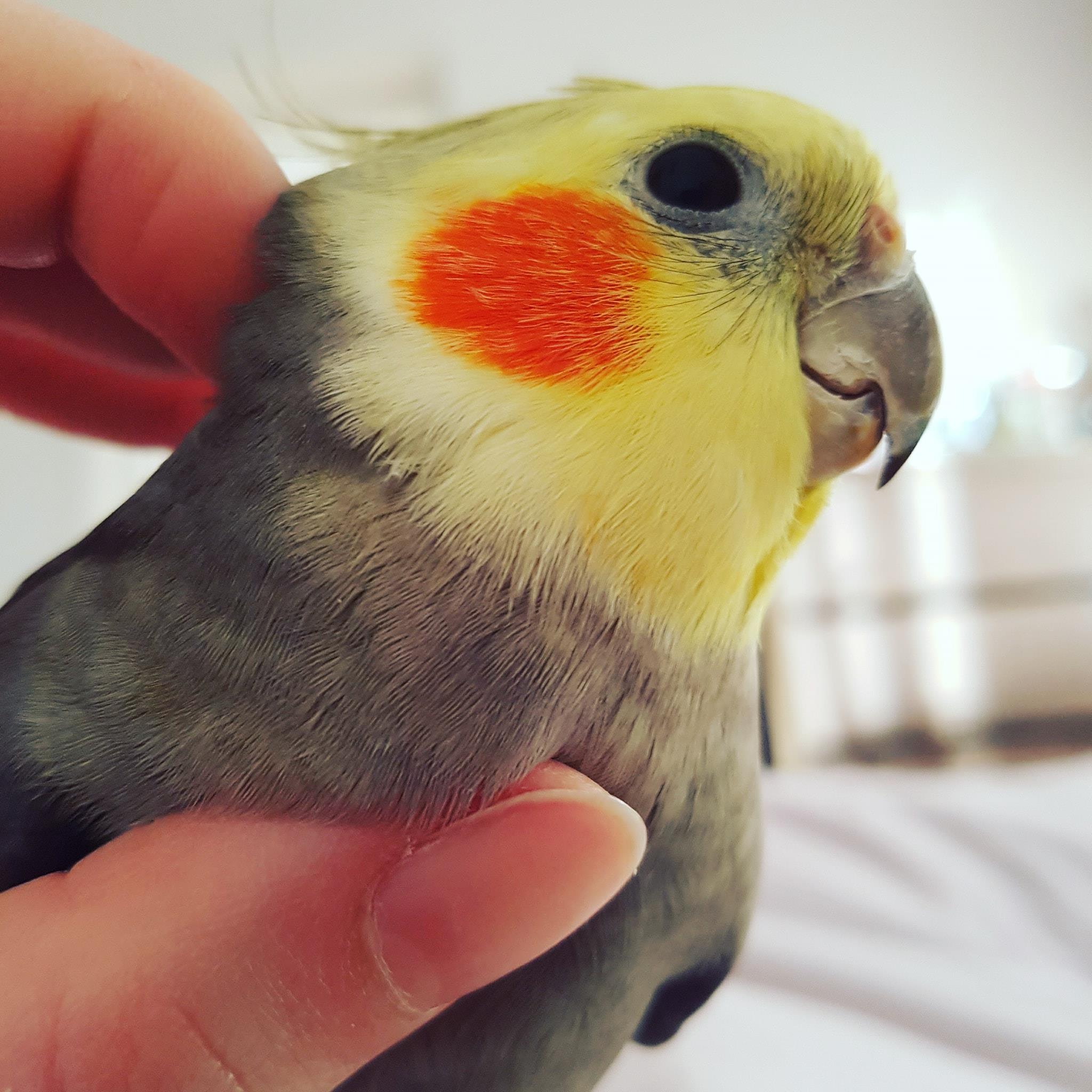 Luke the Birb