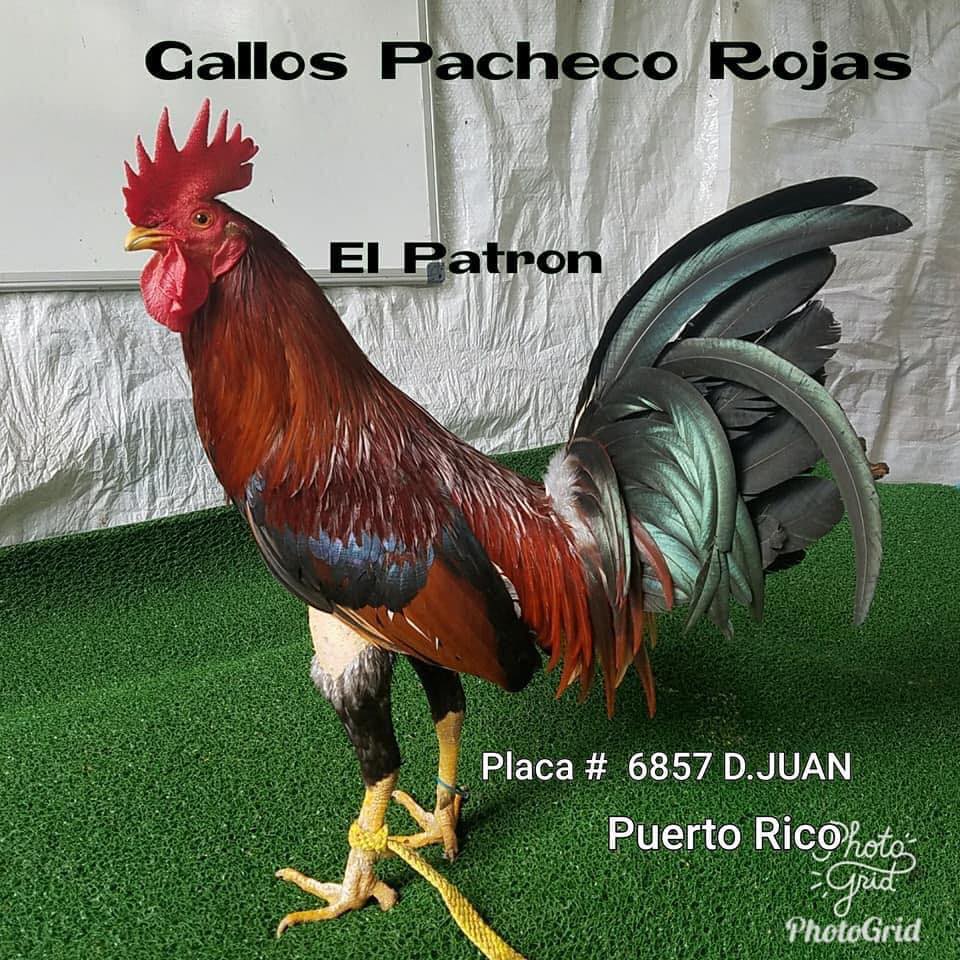Gallos Pacheco Rojas
