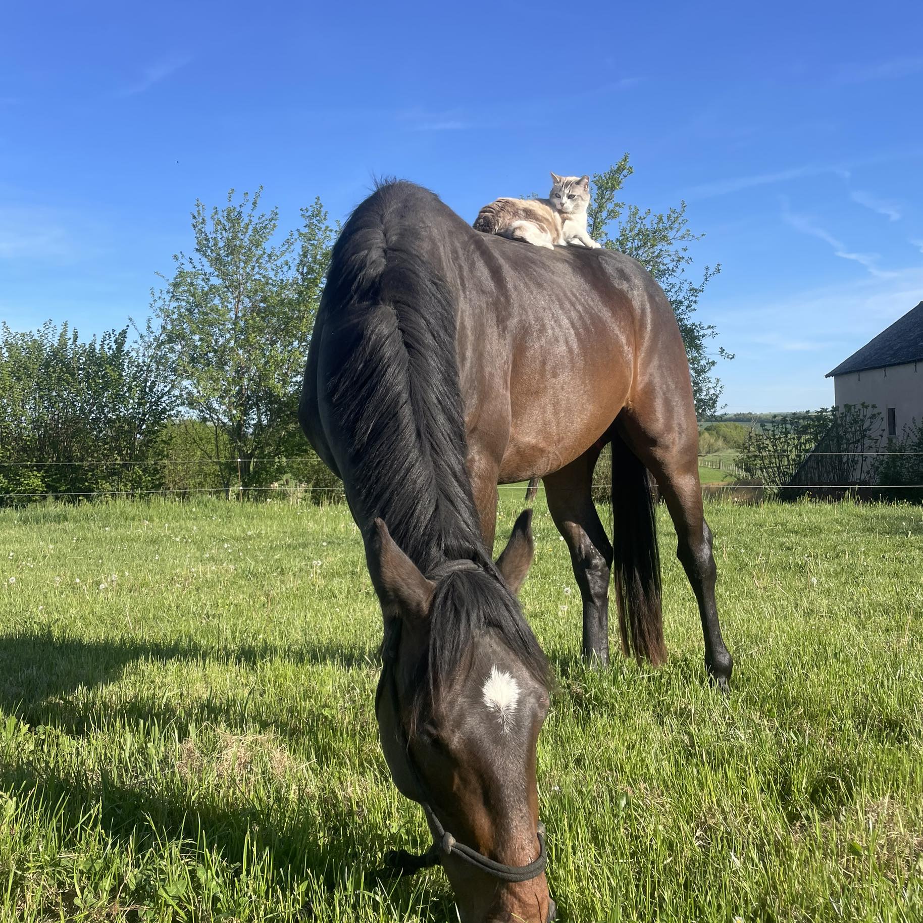 Normandie Terre de Cheval
