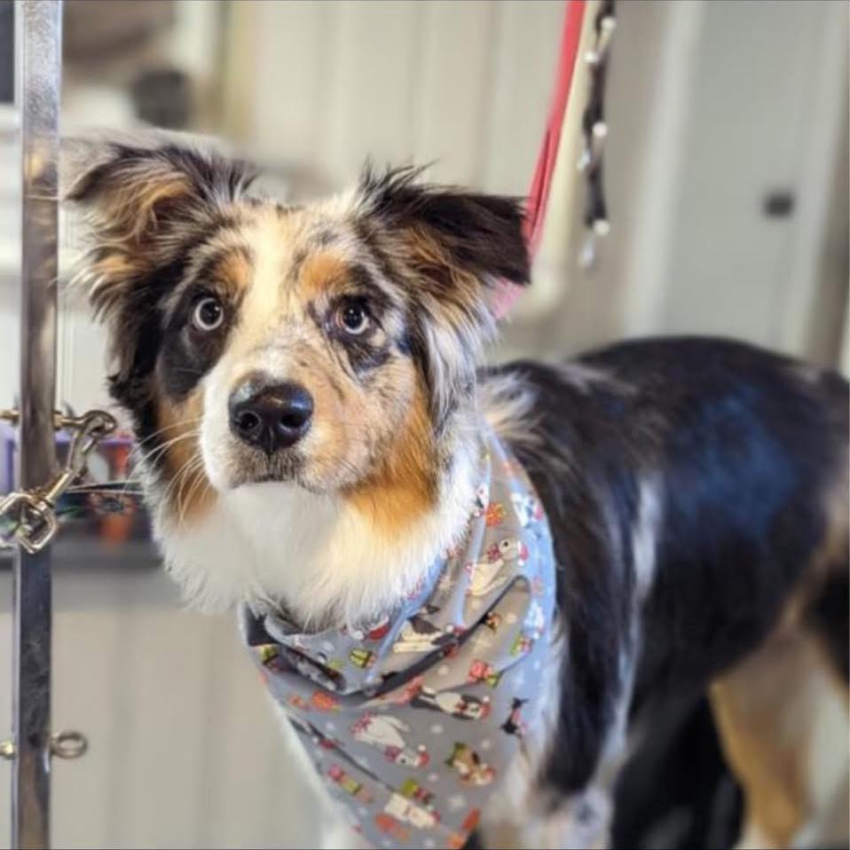 Australian Shepherd Adoption & Dog Support Community | I need an old ...