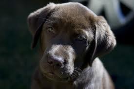 Profile for Dog Training Secrets
