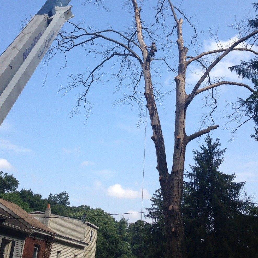 Top Notch Tree Service | Downingtown PA