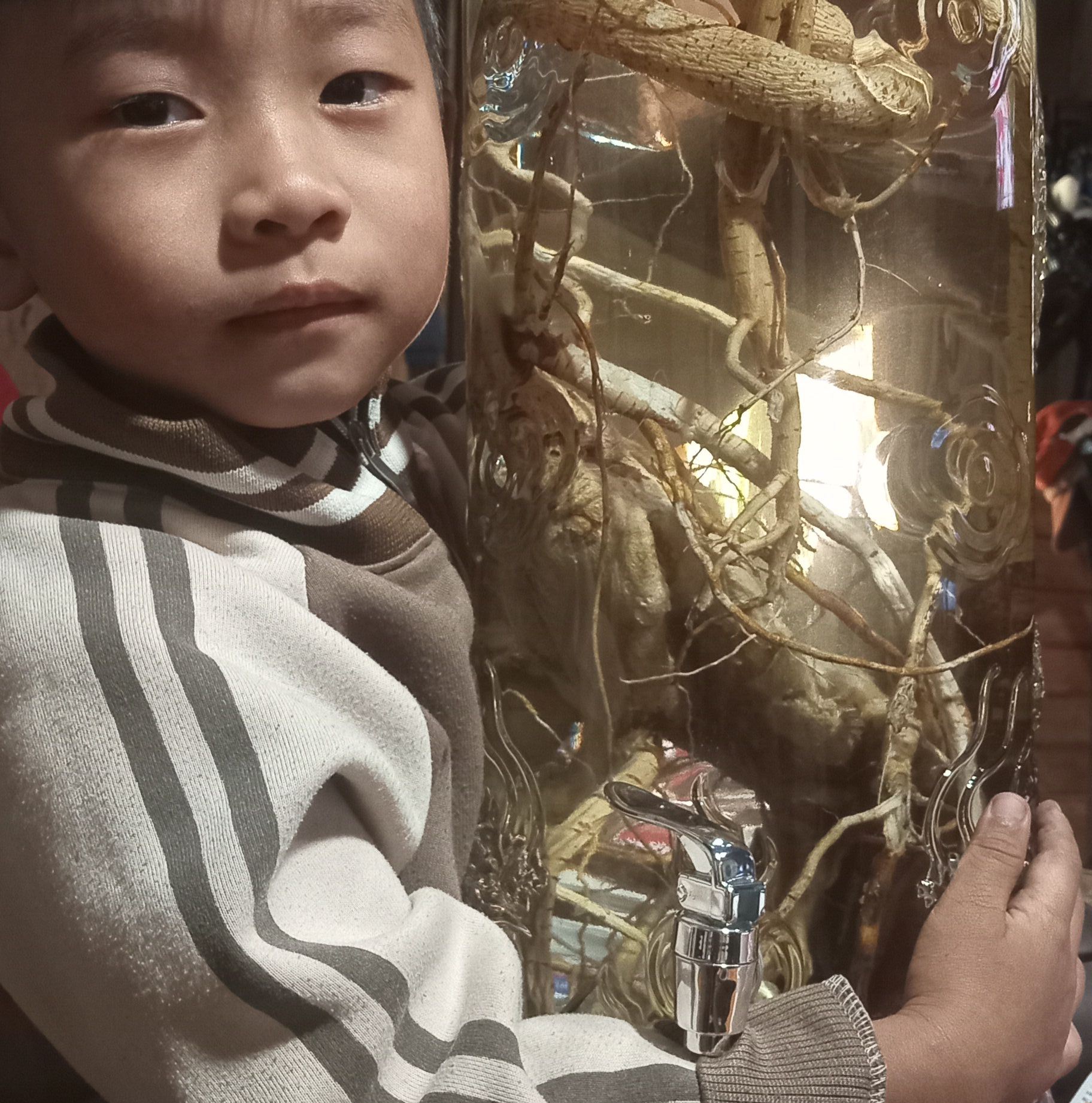 30k cây Dừa lùn đỏ mã lai siêu trái , #caygiong #duamalai #trongcay Cây ...