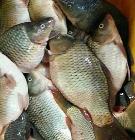 BAYYA FISH Market