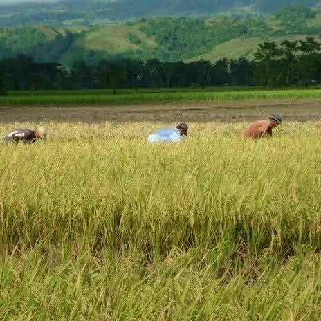 Purok Narra Binansagang nariribok,... - Jhing Jhing Esoj | Facebook