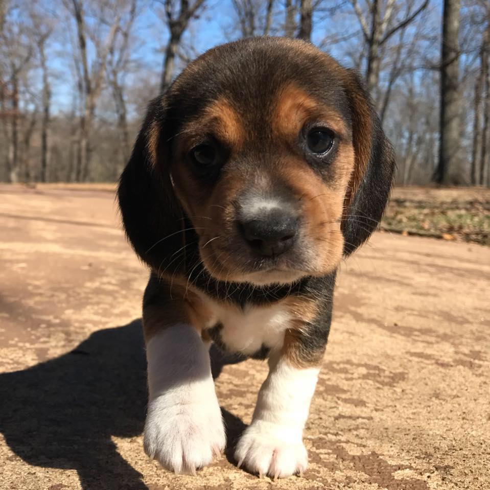 Osage Ridge Beagles | Augusta MO