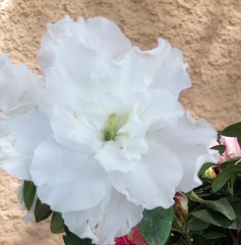 Mini Vivero 