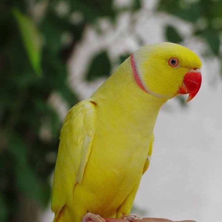 Prindha Hawaili - پرندہ حویلی