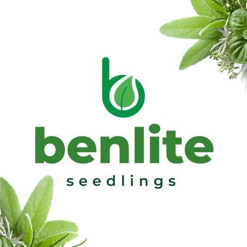Benlite Seedlings | Harare African Township