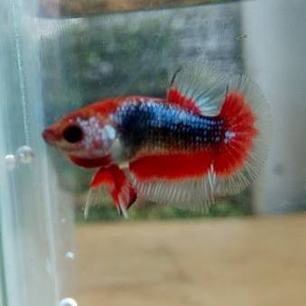 Betta Evolution South Tangerang | Tangerang