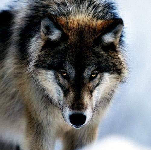 wolf-wolf