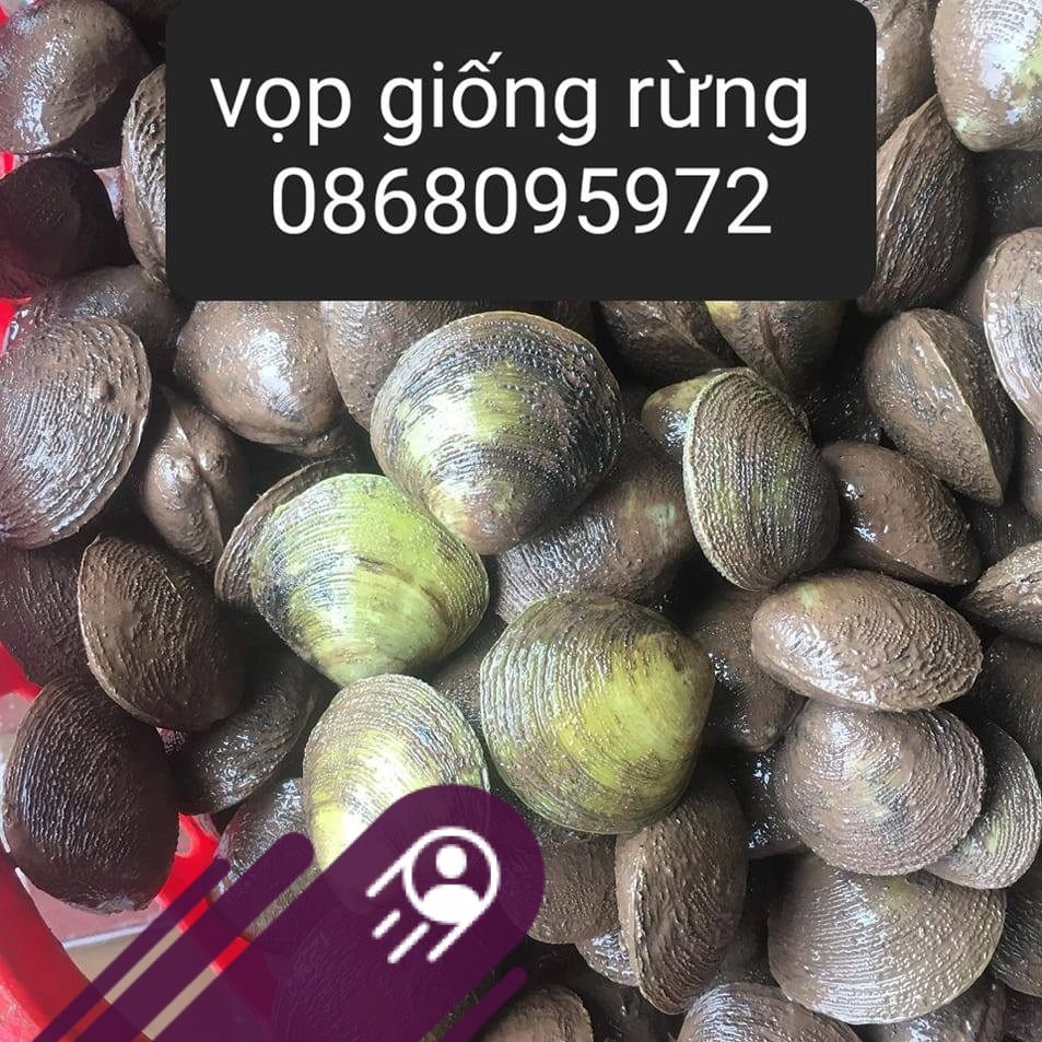 Vọp Giống
