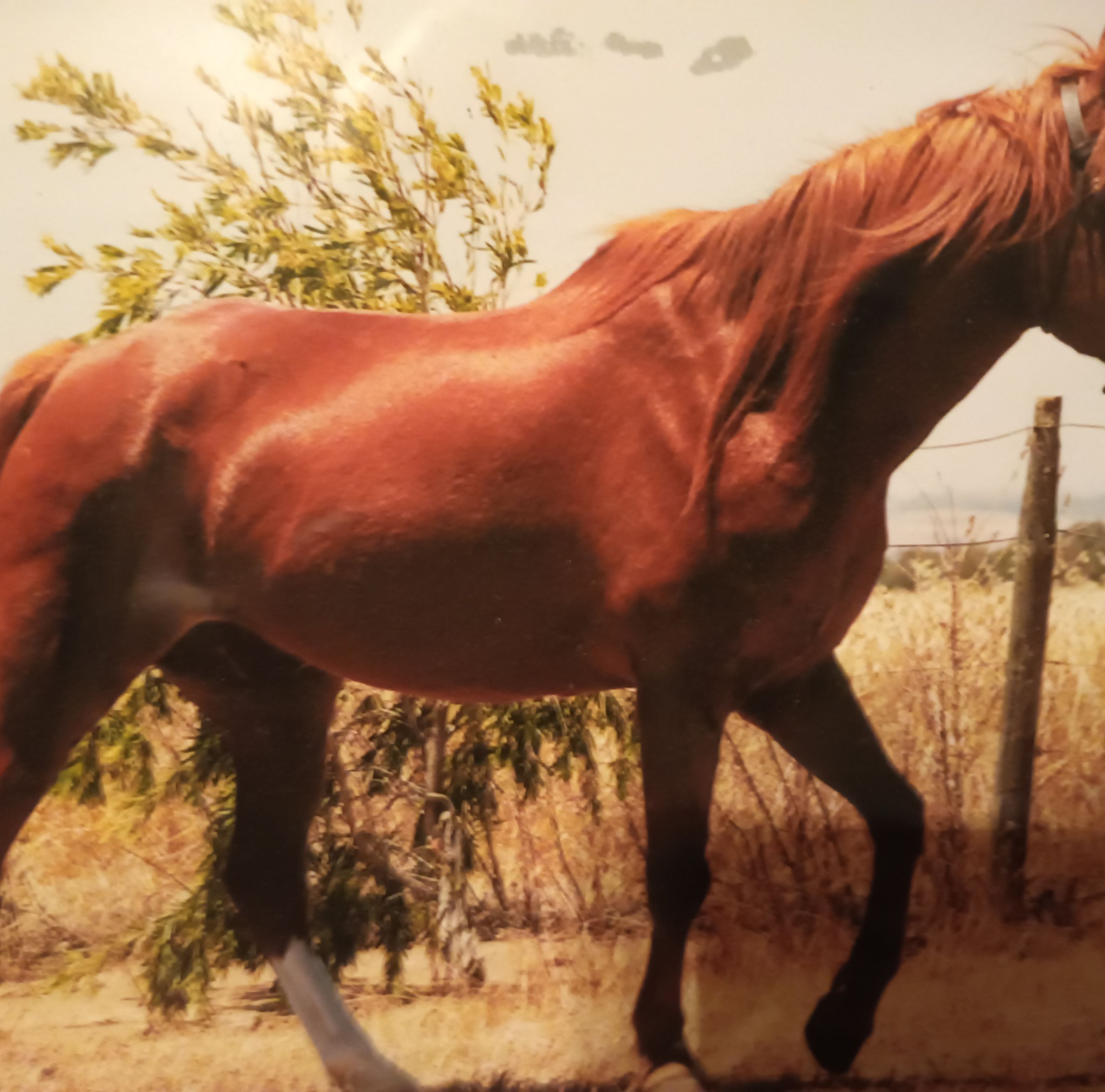 Northern Suburbs Community Notice Board Adelaide SA | Would recommend ...