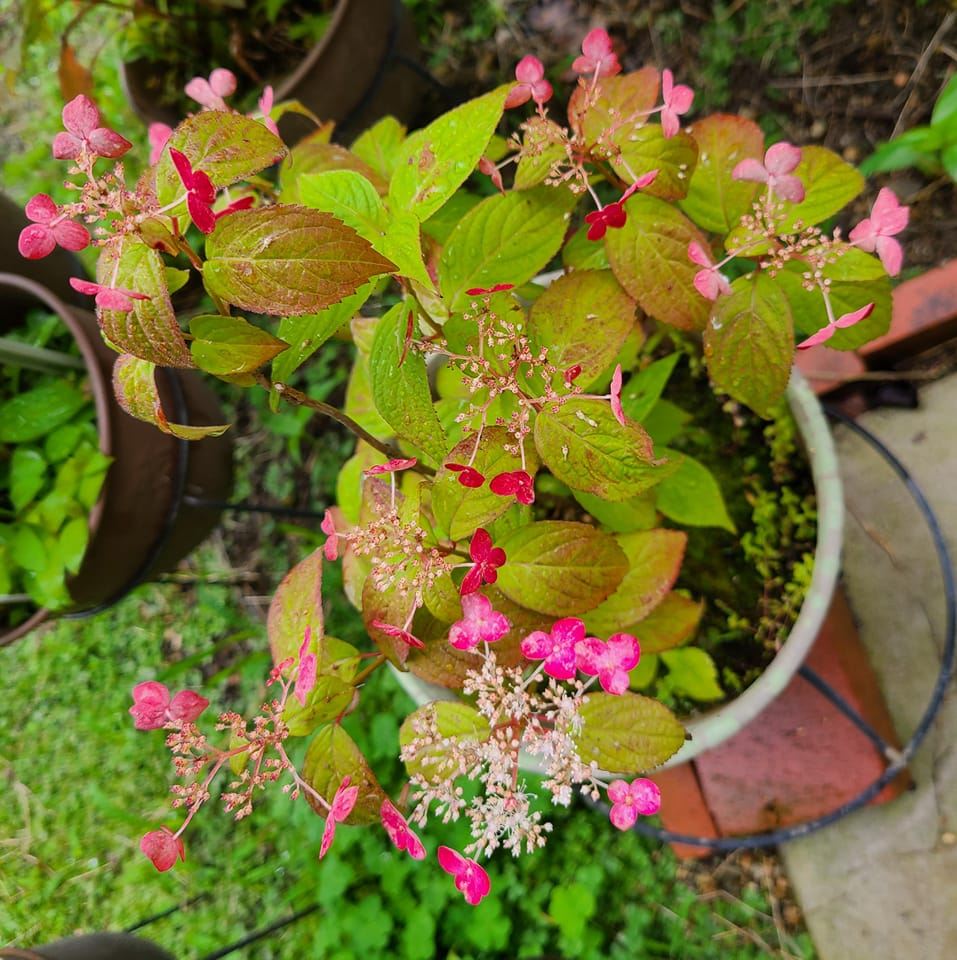 この花はトランペットのような形をしていますが、これはどんな花ですか？ | Facebook