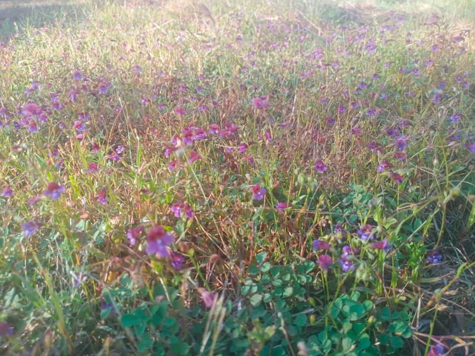 សោ សៅលី