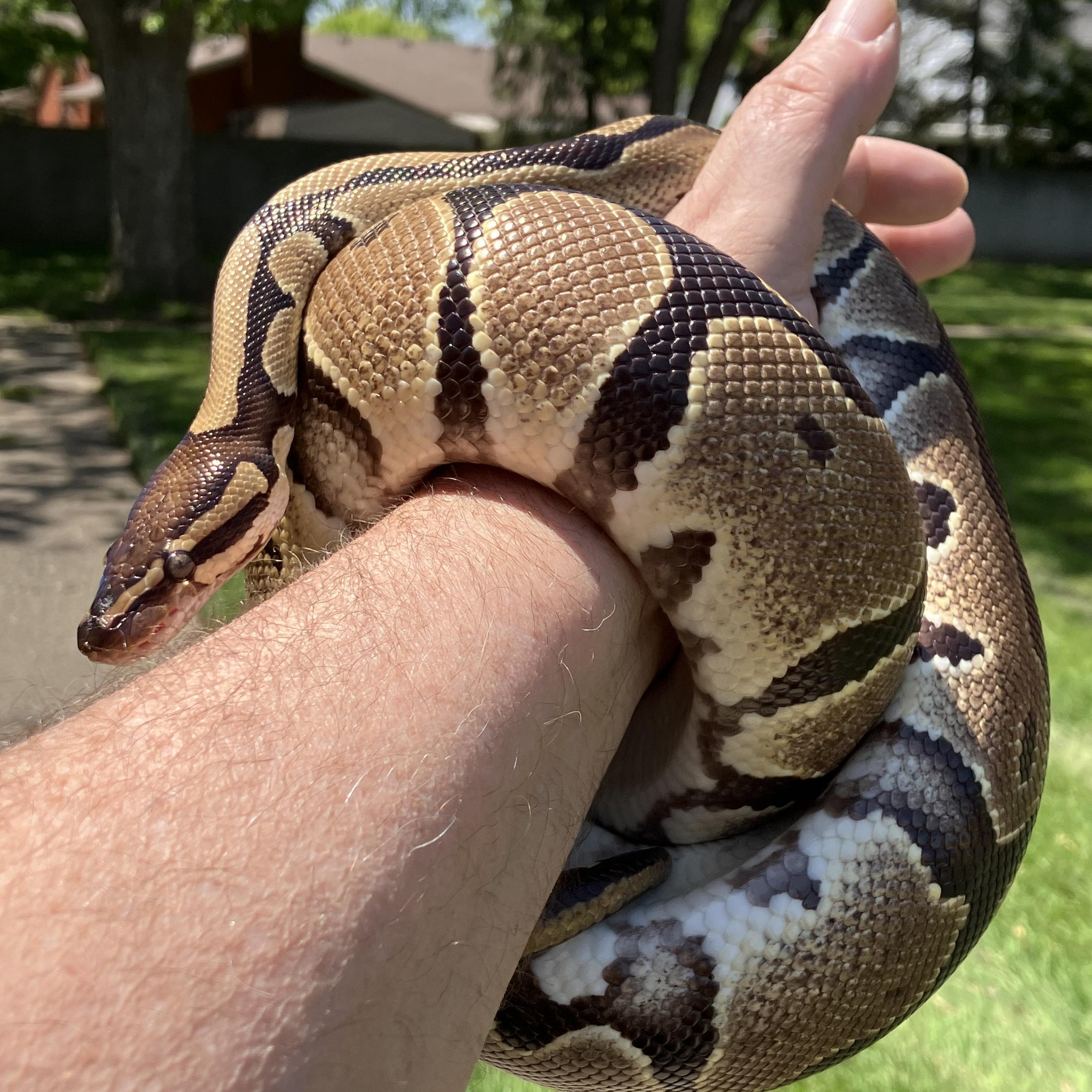 Ball Python Lovers | The pattern is nice, isn't it | Facebook