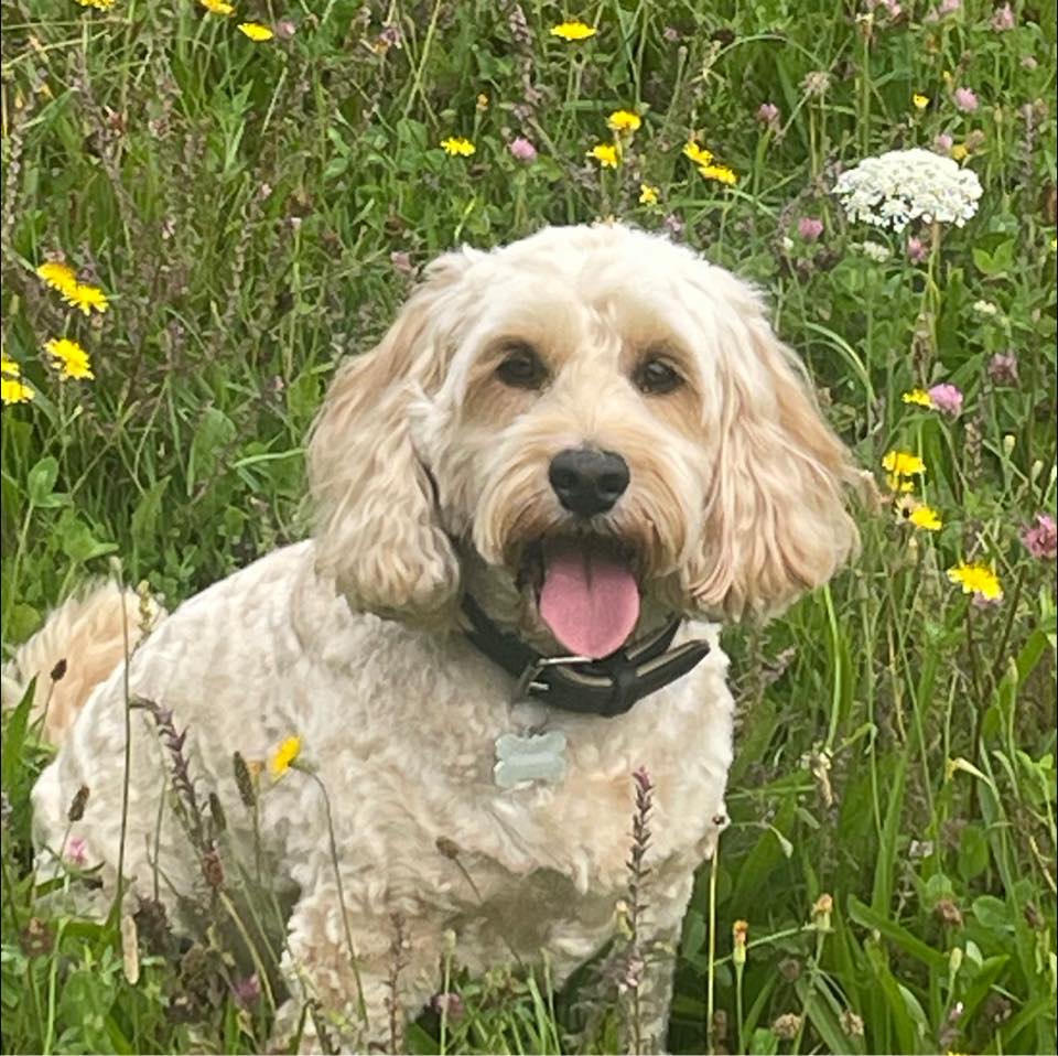 Cockapoo Owners | Are there any cockapoos on here that will be 2 in May ...