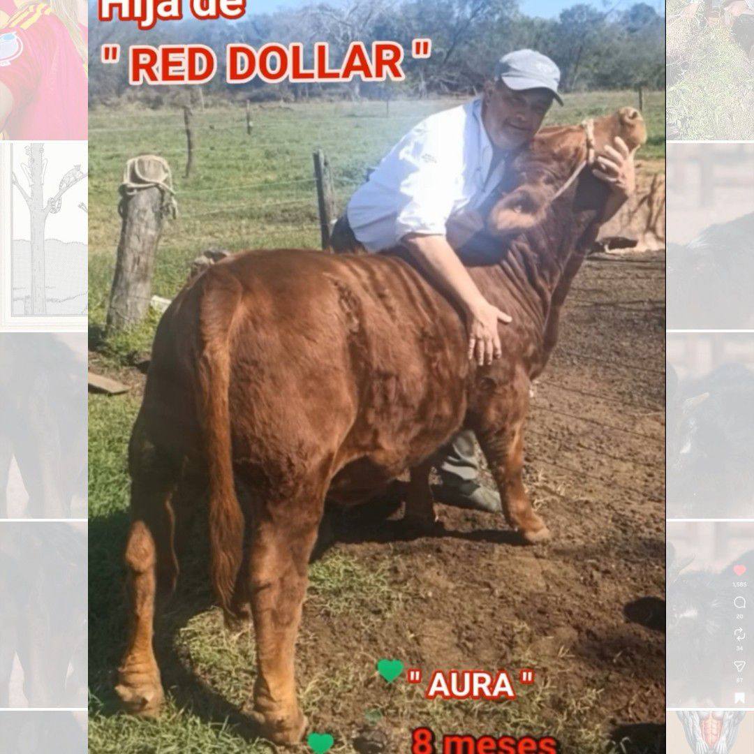 Huastecas - 🇲🇽 Huastecas Ranch presenta sementales poderosos, probados ...