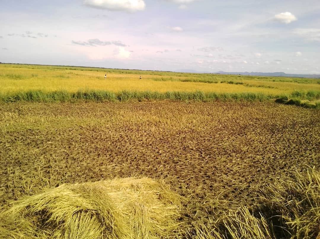 Rift Valley Rice