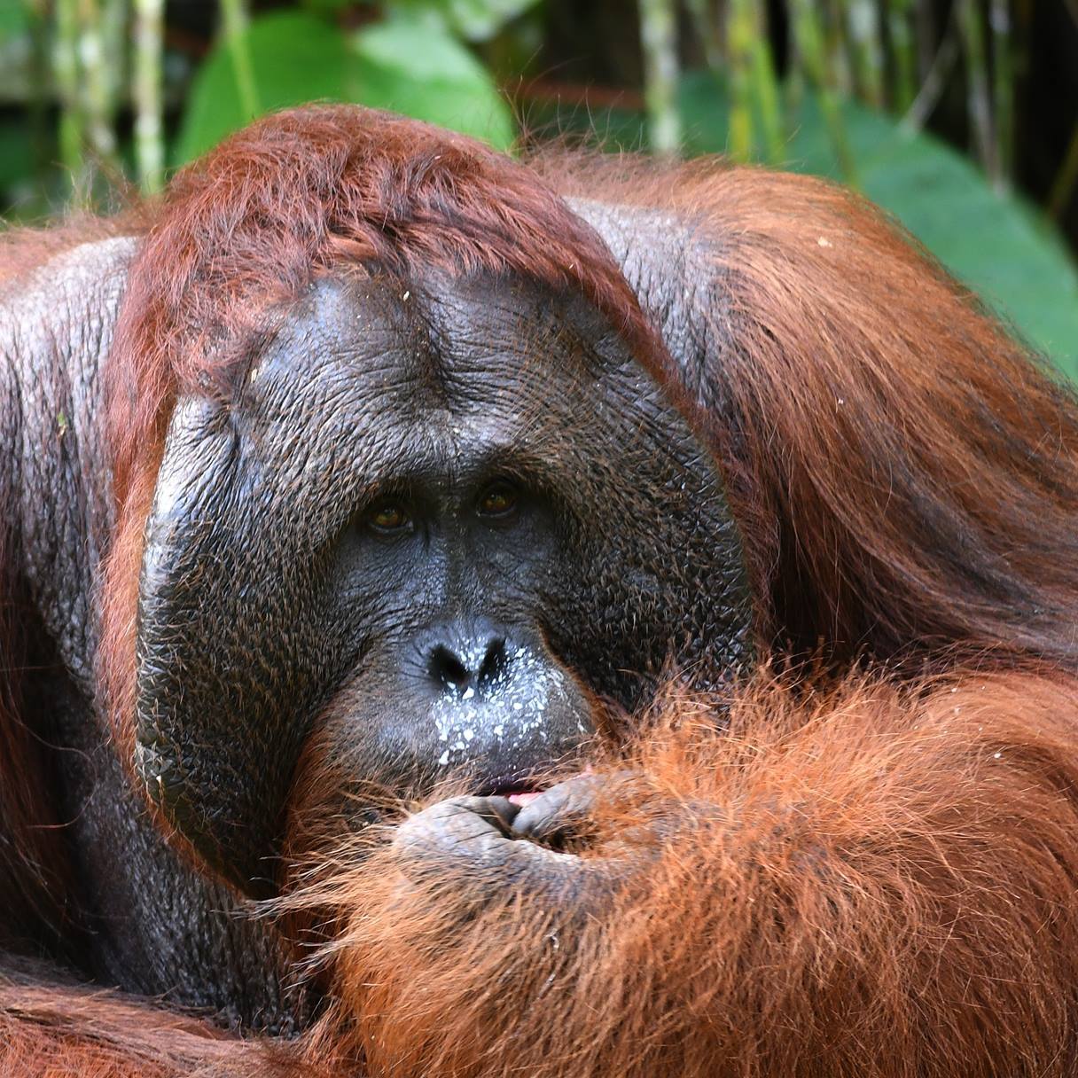 Colors of Borneo