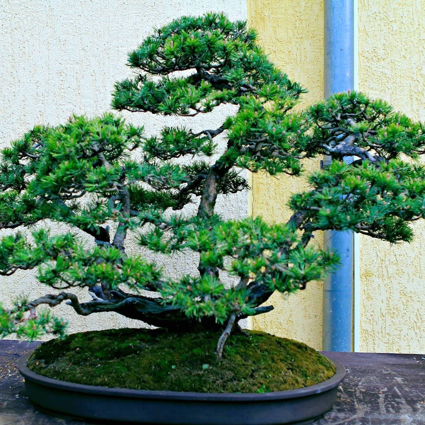 Bonsai Dat Duong