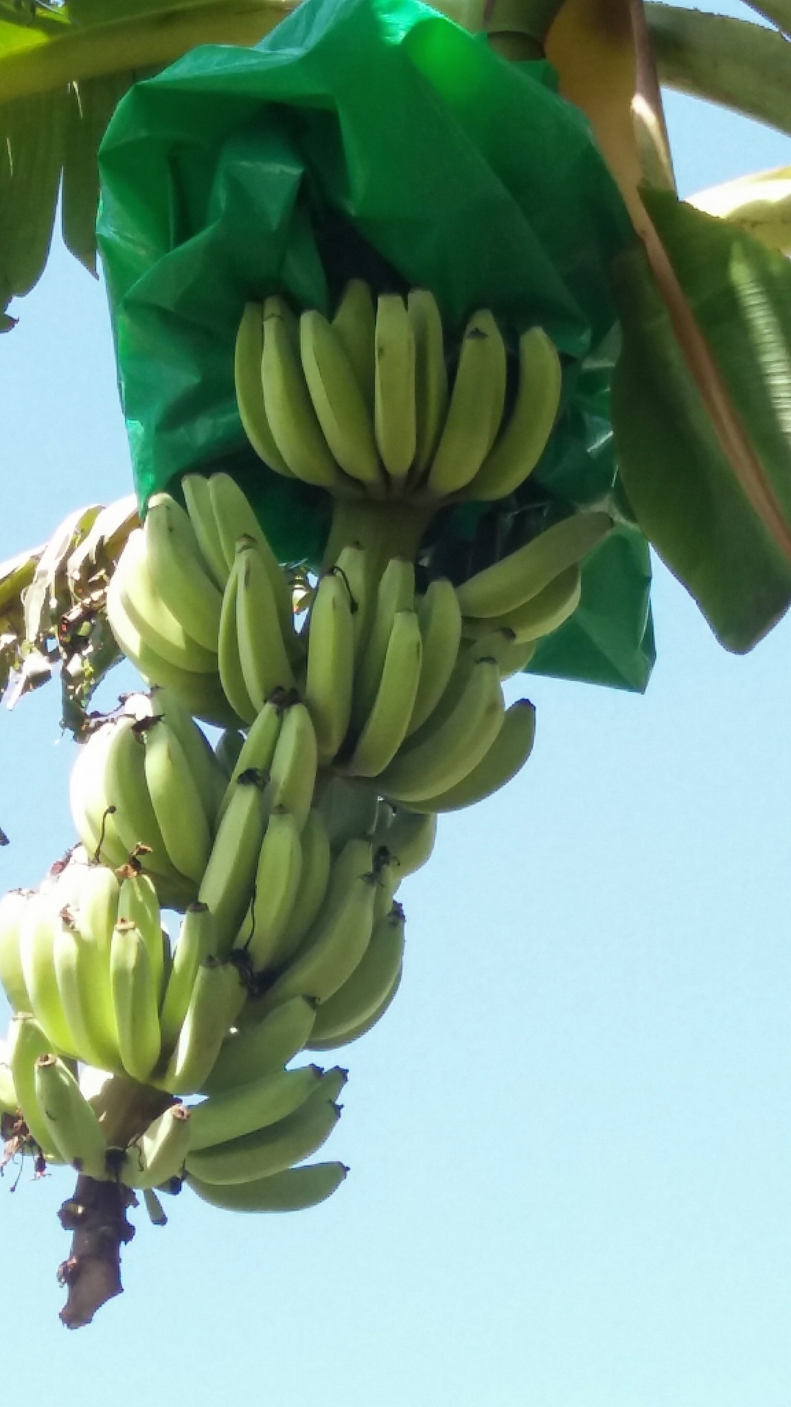 Banana Planting Group | Hi everyone... Is their anyone who is growing ...