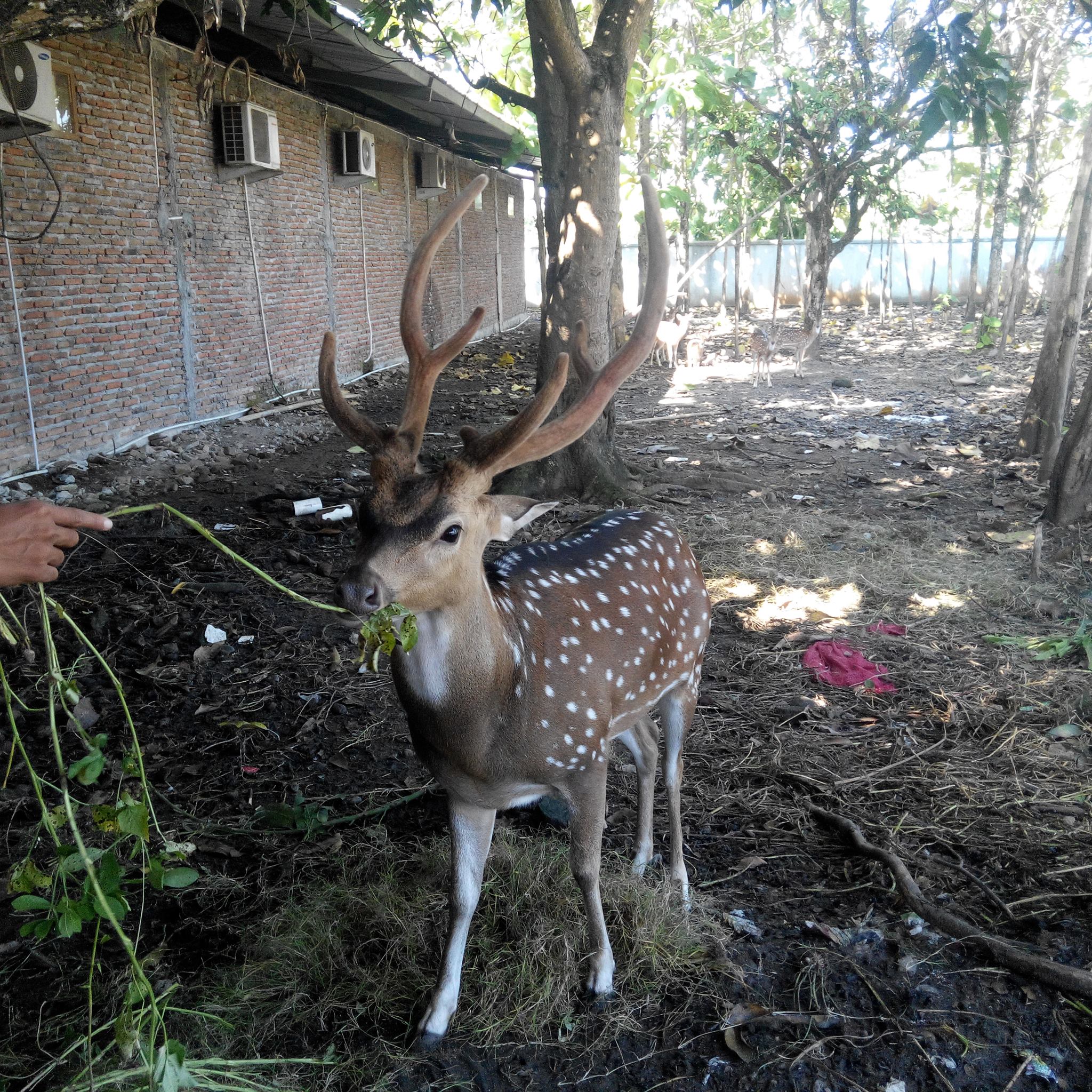 Prayitno Farm | Yogyakarta City