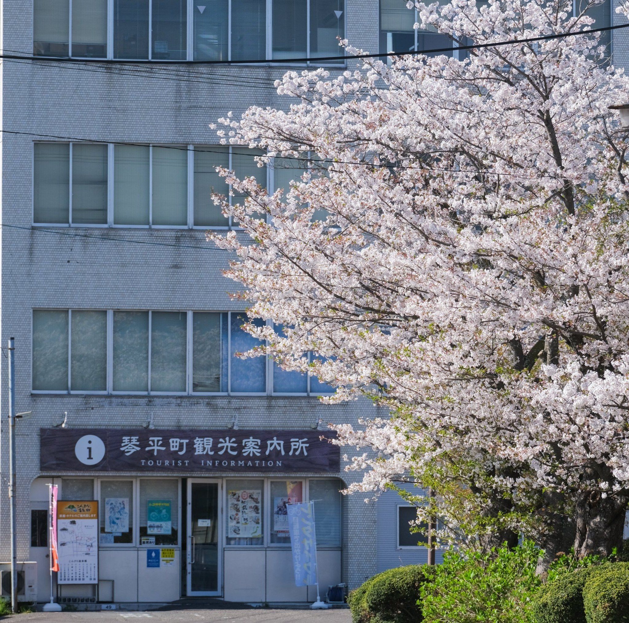 【札幌市東区引取りに来れる方限定】　琴① ケース付 一般社団法人こんぴら観光まちづくり協会 | Nakatado-gun Kagawa