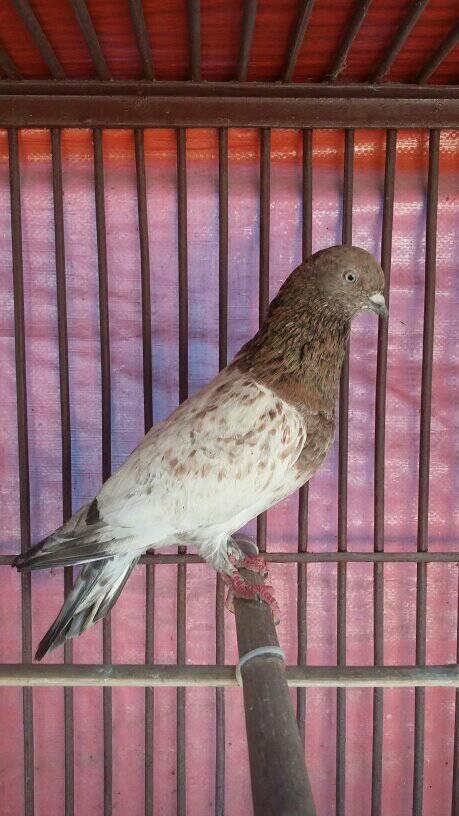 Flying pigon | Dhaka
