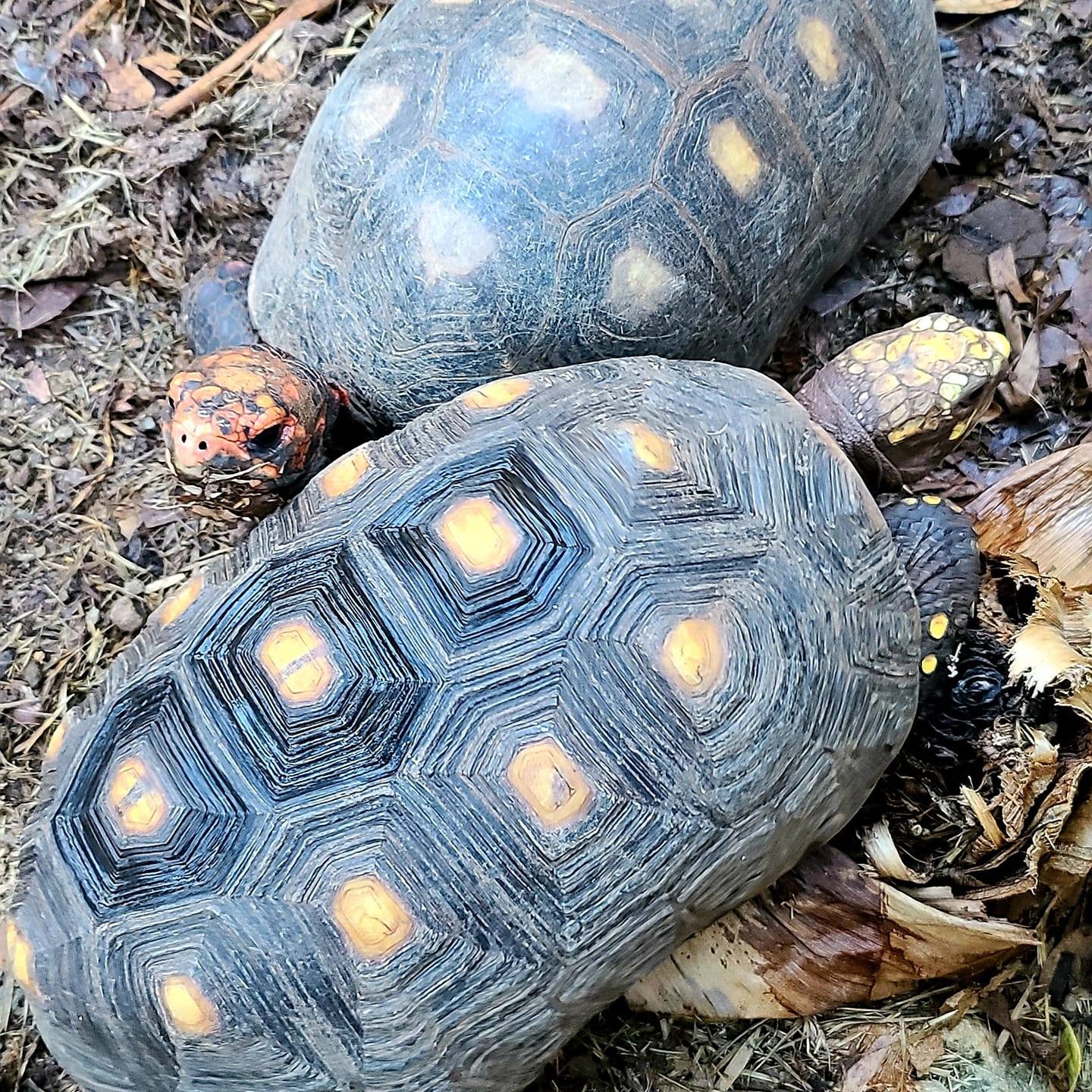 Puerto Rico Balls and tortoise
