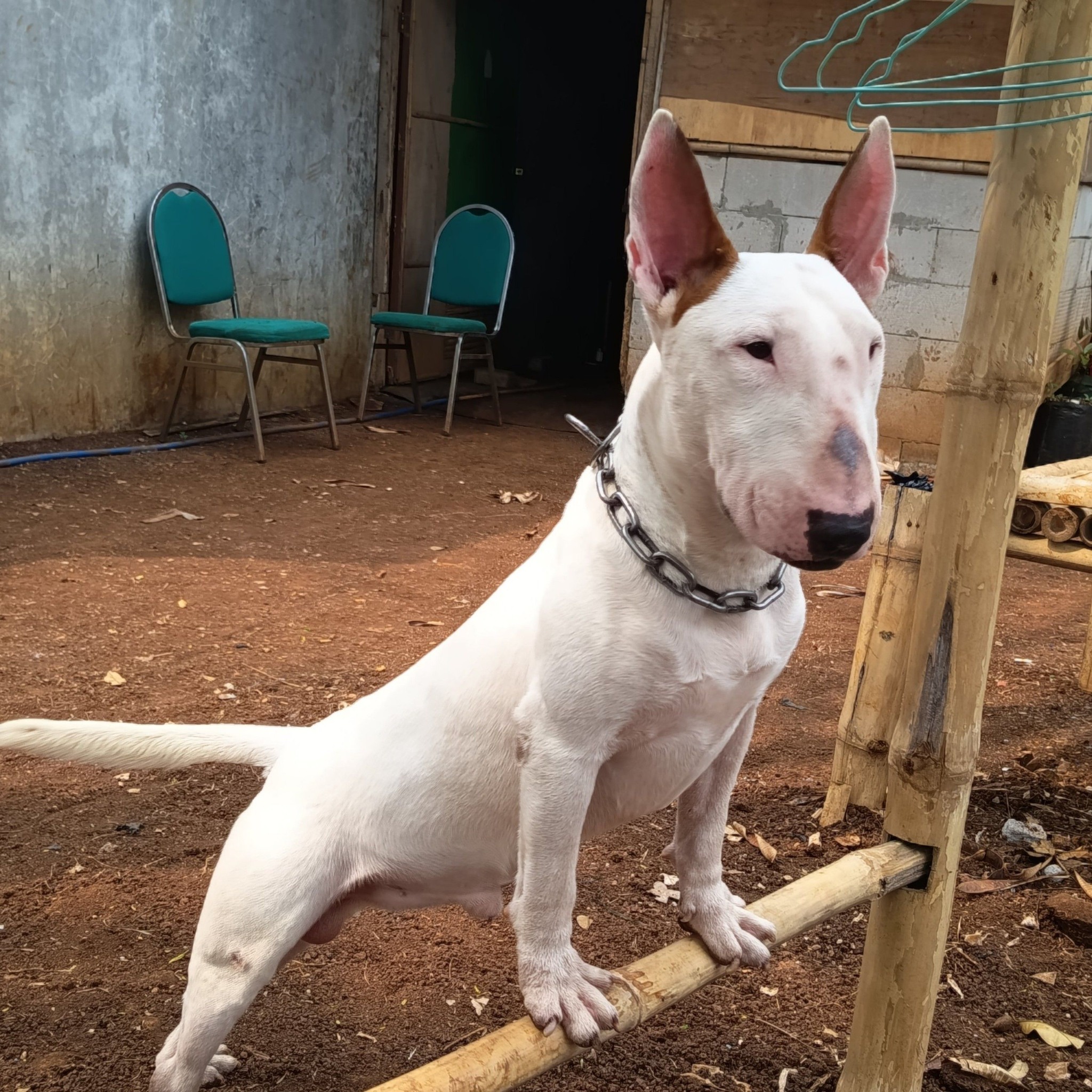 The female got loose, guys! 😱😱 #bullterrier #dogstory #dogs #pets ...