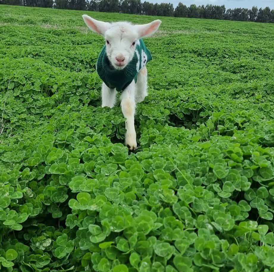 Harvesting the Crop 2026 | Has anyone had issues with a case 2388 ...