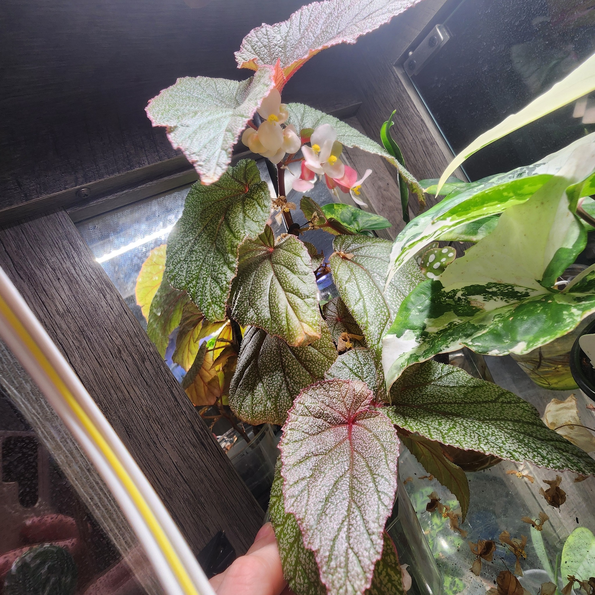 Help with House Plants | What plant do you think is ridiculously ...