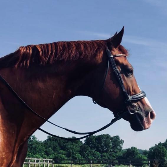 Rapture R Hanoverian Stallion