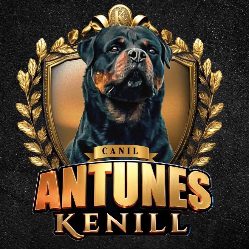 Nossa menina ALASKA DER STARKE HUND🇩🇪 #rottweiler #rottweilerpuppies # ...