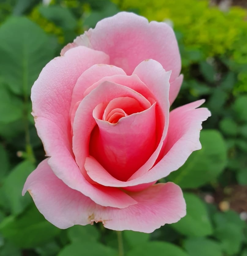 JR Roses | Camperdown