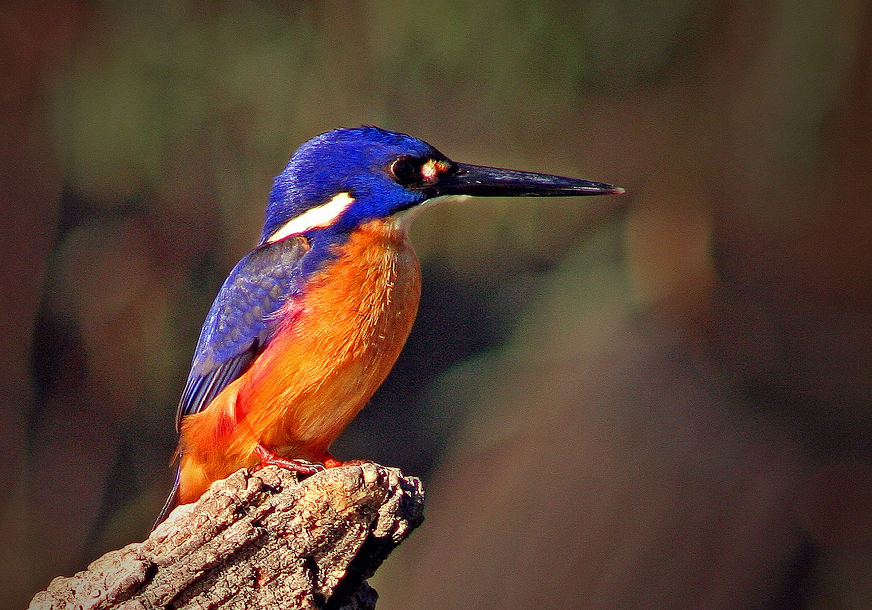 Native Birds in Australia | Just about missed this one, blends into ...