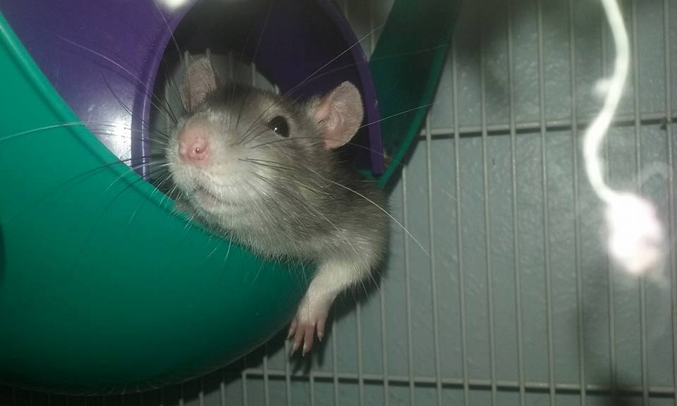 Rat Tales Toledo and Exotics