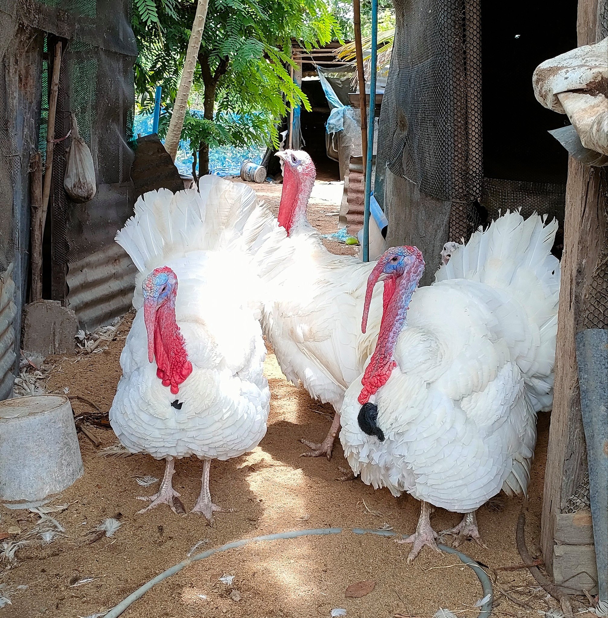 ไก่งวง ไก่สวยงาม
